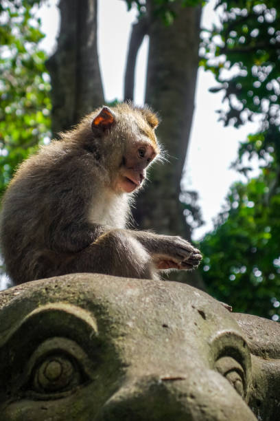 istock Monkey on a cow statue in the Monkey Forest, Ubud, Bali, Indonesia 1095867648