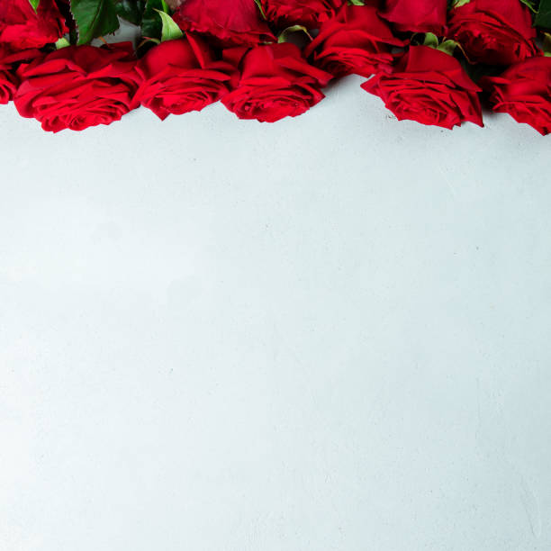 Beautiful red roses, flay lay, space for text Roses on a white conctere background. Big beautiful bouquet of red roses. A gift for a wedding birthday Valentine's Day roses. Space for text and design with roses. Flat lay copyspace roses. rose bouquet red table stock pictures, royalty-free photos & images