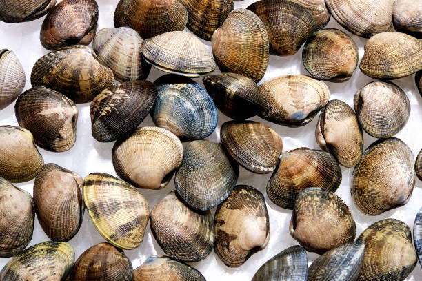 Group of beautiful coloured Clams lying on a white background Valencia Spain