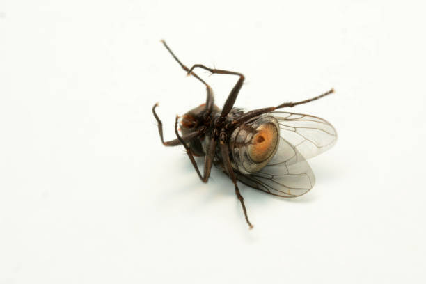 istock A macro shot of fly isolated on white background. 1095874230