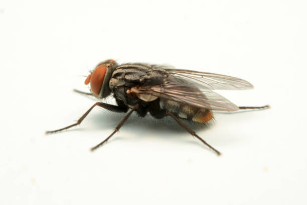 istock A macro shot of fly isolated on white background. 1095874238
