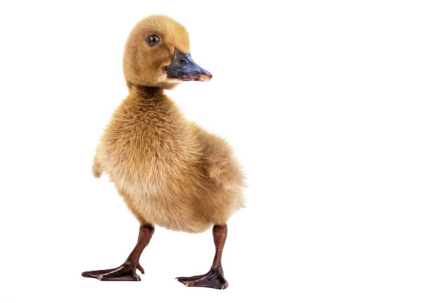 istock Brown ducklings on a white background. 1095878092