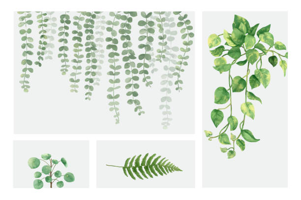 коллекция нарисованных вручную растений, изолированных на белом фоне - fern frond leaf illustration and painting stock illustrations