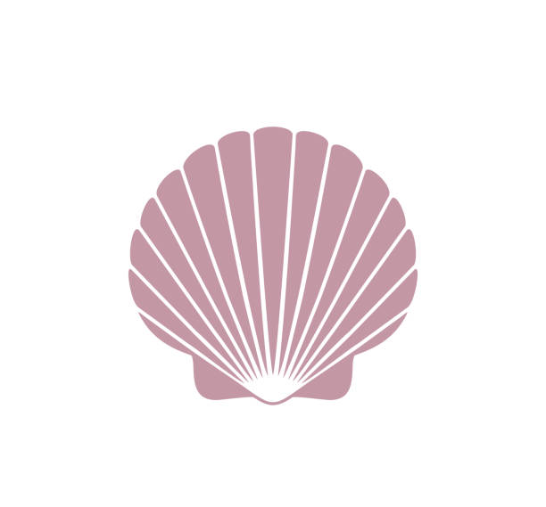 가리비 로고입니다. 흰색 배경에 고립 된 가리비 - shell stock illustrations