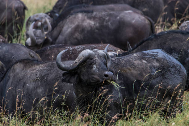 istock dense herd of buffalo 1095888928
