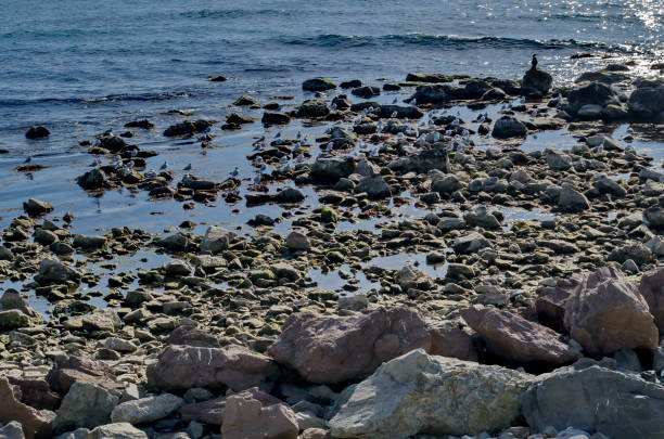 Storm seascape –waves with green foaming water crashing against rocks on the shore and gulls flying over blue sky background