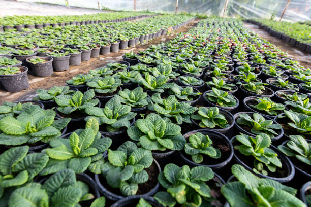 istock Group of plants in pots 1095894002