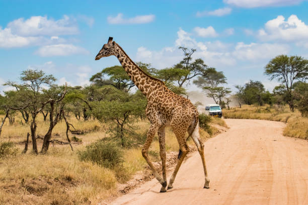 istock Giraffe walking African savanna 1095894558
