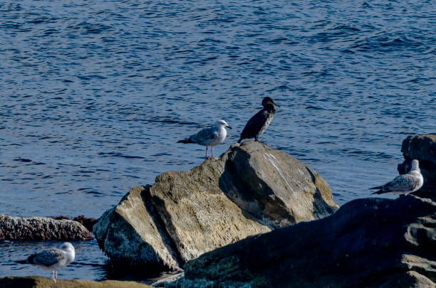 istock Seashore black sea by Nessebar 1095897598