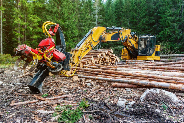 istock Woodworking machine tractor harvester in the forest. Primary wood processing, pruning branches. Deforestation. 1095897860
