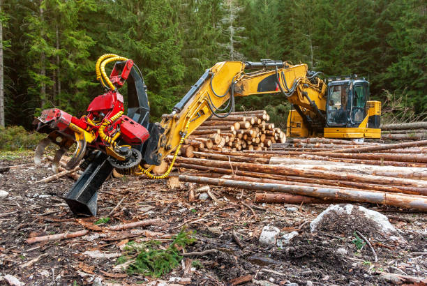 istock Woodworking machine tractor harvester in the forest. Primary wood processing, pruning branches. Deforestation. 1095897862