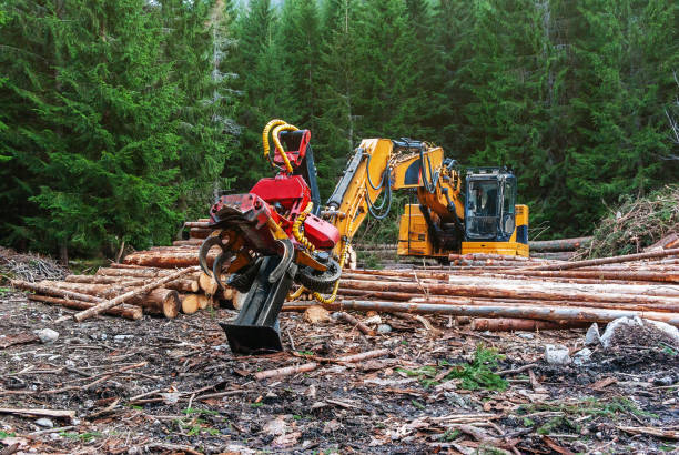 istock Woodworking machine tractor harvester in the forest. Primary wood processing, pruning branches. Deforestation. 1095897878