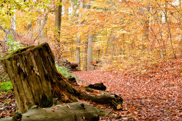 istock autumn alley 1095899058