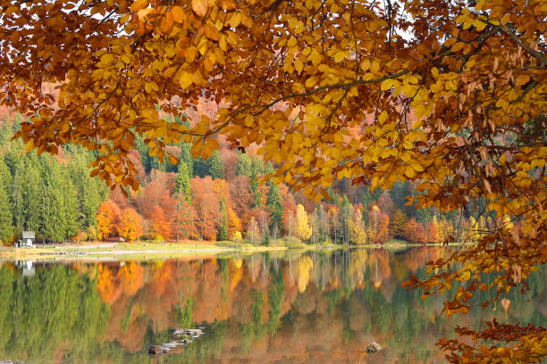 istock autumn, yellow leaves, reflection 1095899326