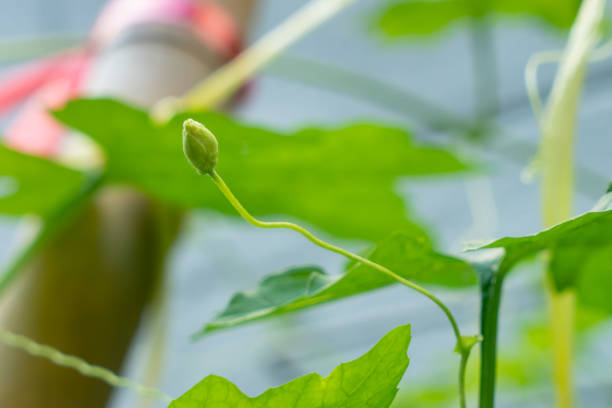 flor masculina do gourd amargo (momordica charantia linn.) - cucurbitales - fotografias e filmes do acervo