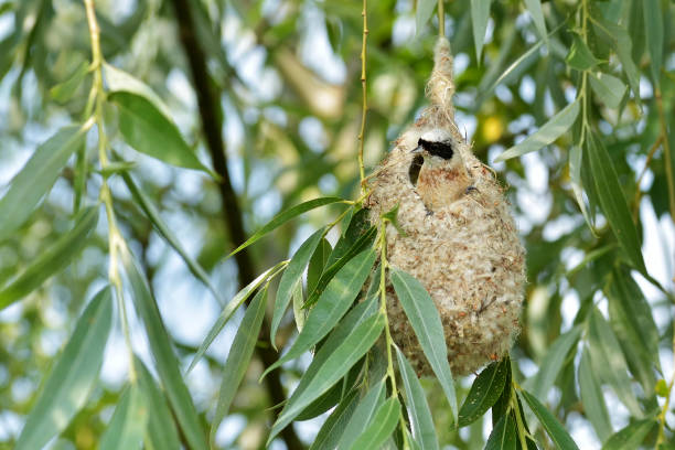 istock Bird Penduline Tit on a nest 1095902848