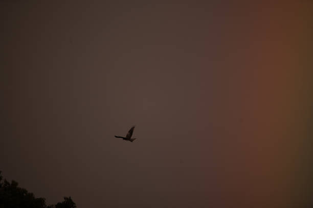 istock Eagle in Japan fly through the rainbow 1095904352