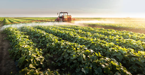 istock Farmer on a tractor with a sprayer makes fertilizer for young vegetables 1095908190
