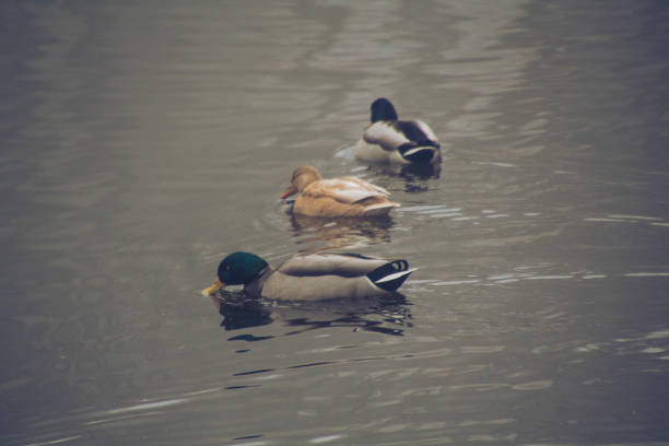 istock Ducks on the lake in winter, Saarland 1095908262