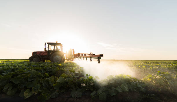 istock Farmer on a tractor with a sprayer makes fertilizer for young vegetables 1095908482