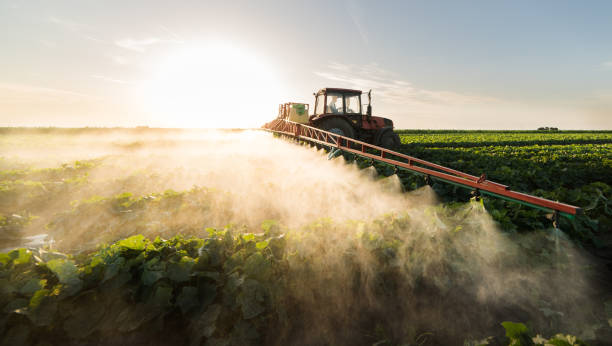 istock Farmer on a tractor with a sprayer makes fertilizer for young vegetables 1095908490