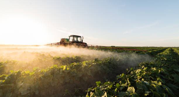 istock Farmer on a tractor with a sprayer makes fertilizer for young vegetables 1095908828