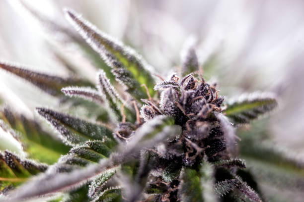 purple marijuana stock photo