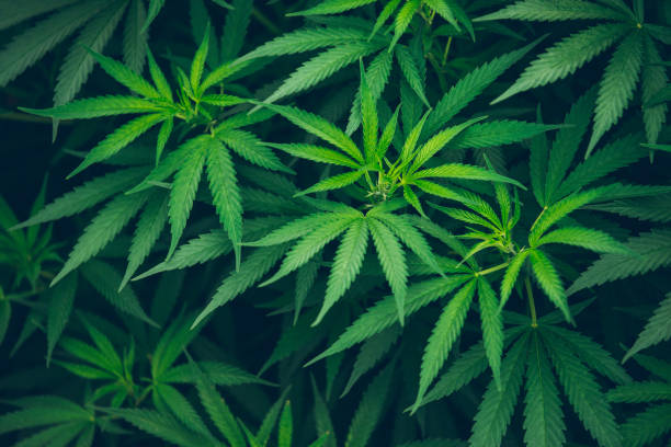 istock marijuana farm plant leaves 1095908940