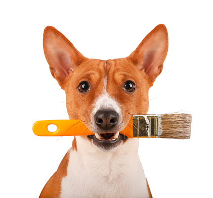 Basenji dog take paint brush in his teeth isolated on the white background.