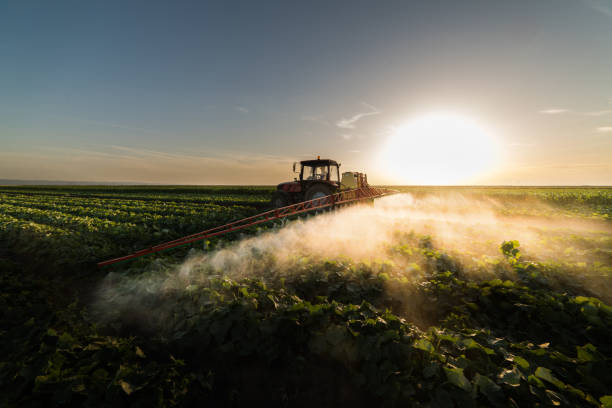 istock Farmer on a tractor with a sprayer makes fertilizer for young vegetables 1095909084