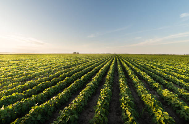 istock Soybean plantation at sunny day 1095909130