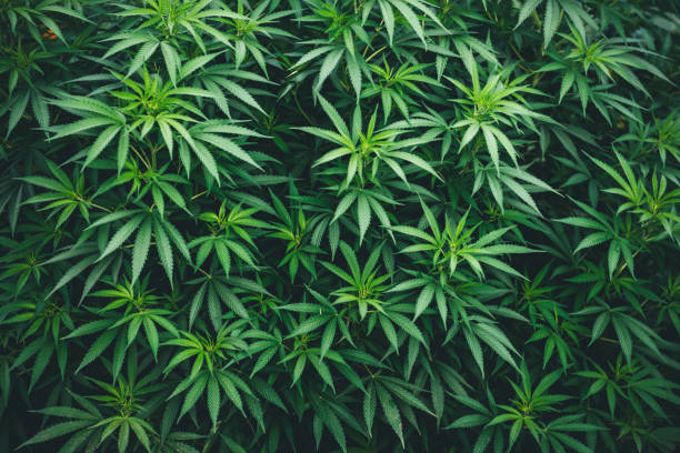 marijuana wallpaper background cannabis weed pattern stock photo