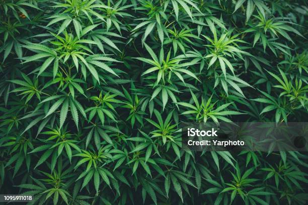 Marijuana Wallpaper Background Cannabis Weed Pattern Stock Photo - Download Image Now