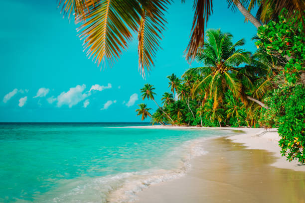 istock tropical sand beach with palm trees, vacation 1095911328
