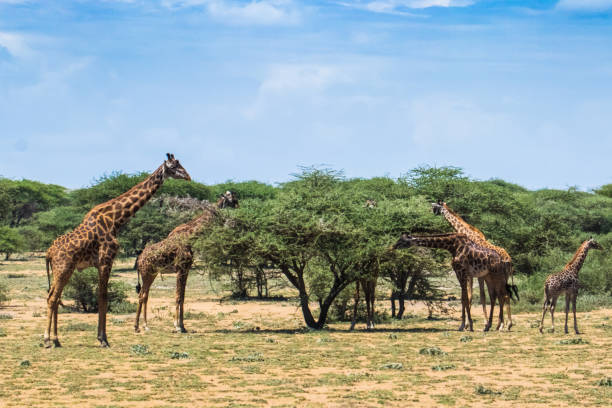 istock Giraffes eat leaves from the tree 1095911912