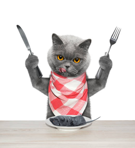 istock The hungry cat is going to eat a mouse. Isolated on white 1095913248