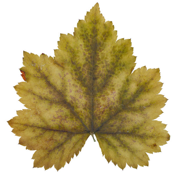 istock Dry leaf Heuchera from herbarium isolated on white background. 1095915140