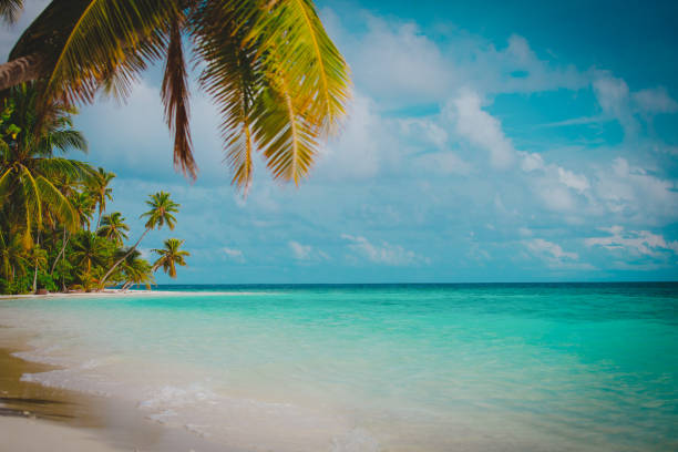 istock tropical sand beach with palm trees, vacation 1095915516