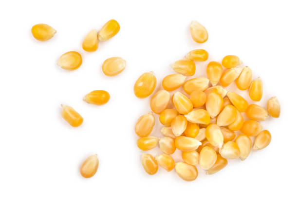 istock The corn seeds isolated on white background. Top view. Flat lay 1095915866