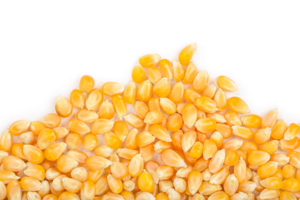 istock The corn seeds isolated on white background with copy space for your text. Top view. Flat lay 1095915870