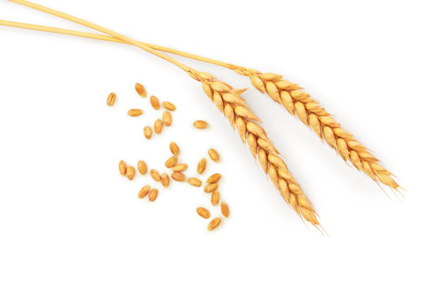 istock grain and ears of wheat isolated on white background. Top view 1095915878
