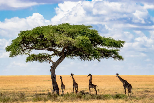 istock Four giraffes stand under the Acacia tree 1095915896
