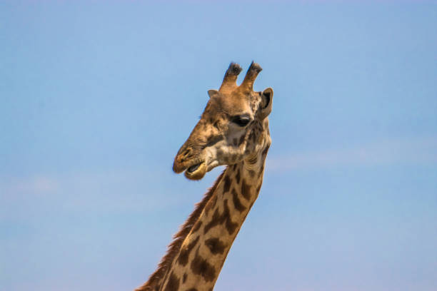istock Giraffe's head and neck against a blue sky 1095921770