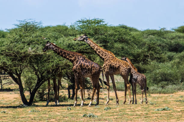 istock Giraffes eat leaves from the tree 1095925728