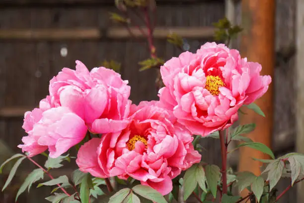 Photo of Peony flower blooming in Japanese garden.