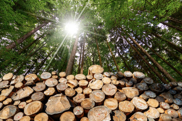 Wooden Logs with pine woodland and sunbeams Trunks of trees cut and stacked in the foreground, pine woodland with sun rays in the background lumber industry photos stock pictures, royalty-free photos & images