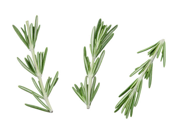 istock sprigs of rosemary on white background 1095931694