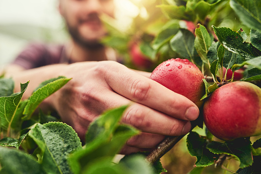 Closeup shot of a man picking apples from a tree on a farm