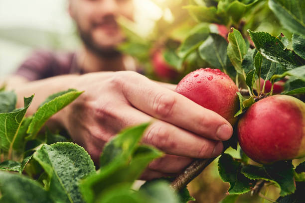 They're all ripe and juicy Closeup shot of a man picking apples from a tree on a farm picking stock pictures, royalty-free photos & images