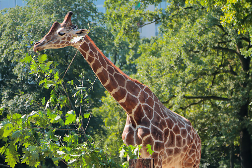 Reticulated giraffe (Giraffa camelopardalis reticulata). \nThe reticulated giraffe is the most famous of all giraffes.